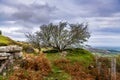 A gnarled and weathered tree high on Cornish moorland