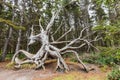 A gnarled and weathered tree on the Oregon coast