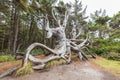 A gnarled and weathered tree on the Oregon coast