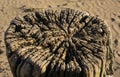 Weatherworn tree stump on beach Royalty Free Stock Photo