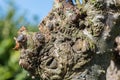 Gnarled wood of living willow tree from repeated pruning.