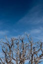 Gnarly Branches of Dried Tree on Blue Sky