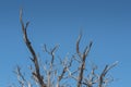 Gnarly Branches of Tree on Clear Blue Sky Royalty Free Stock Photo