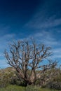 Gnarly Dried Tree in Mojave Desert Royalty Free Stock Photo