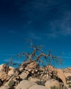 Gnarly Dried Tree On Rocks Below Blue Sky Royalty Free Stock Photo