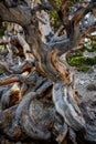 Gnarly Gray Bistle Cone Pine