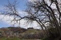 Gnarly leafless trees with a spooky mansion a hill in the distance near