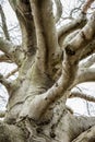 Gnarly Old Barren Tree Royalty Free Stock Photo