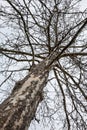 Gnarly Old Barren Tree Royalty Free Stock Photo