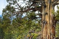Gnarly Old Cedar Tree