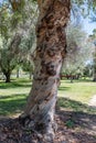 Gnarly old eucalyptus tree trunk at a park in Los Angeles, California Royalty Free Stock Photo