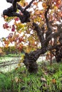 Gnarly old grape vine Royalty Free Stock Photo
