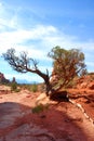 Gnarly old tree in Arches National Park Royalty Free Stock Photo