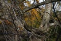 Gnarly old tree, branches twisted and broken, closeup