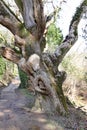 A gnarly old tree grows by the footpath at the Lost Gardens of Heligan in Cornwall Royalty Free Stock Photo