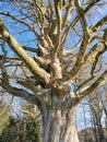 Gnarly old tree in the sunshine Royalty Free Stock Photo