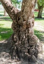 Gnarly old tree trunk at a park in Los Angeles, California Royalty Free Stock Photo