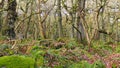 Gnarly old trees in Padley Gorge in the Peak District, Northern England