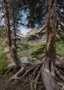 Gnarly Pine Roots along Shore of Grinnell Lake Royalty Free Stock Photo