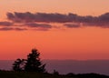 Gnarly Pine Trees with Pink Sunset