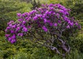 Gnarly Rhododendron Bush Covered in Blooms