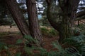 Gnarly Scots Pine tree trunks