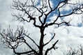 Gnarly slash pine branches against cloud filled sky