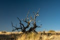 Gnarly Tree Against Blue Sky In Guadalupe Mountains