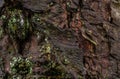 Gnarly Tree Bark Rushmere Bedfordshire