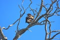 Gnarly Tree Branches with an Eagle Royalty Free Stock Photo