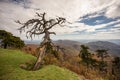 Gnarly Tree Overlooks Fall Mountain Ridges