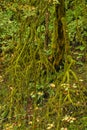 Gnarly tree, Silver Falls State Park