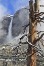 Gnarly Tree and Upper Yosemite Falls