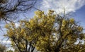 Gnarly trees with golden leaves