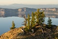 Gnarly Trees Perched On The Cliffs High Over Crater Lake