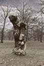 A gnarly and twisted old tree in Greenwich Park Royalty Free Stock Photo