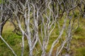 Gnarly wriggly manuka tree stems