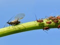 Gnat and aphids on stem Royalty Free Stock Photo
