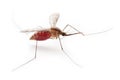 Gnat or mosquito Royalty Free Stock Photo