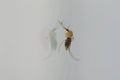 Gnat Mosquito on gray background Royalty Free Stock Photo