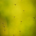 Gnats Mosquito swarm in green background