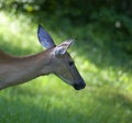 Gnats attacking a deer Royalty Free Stock Photo