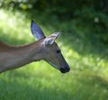 Gnats attacking a deer