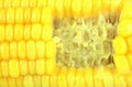 Gnaw marks corn