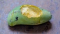 Gnaw marks on mango