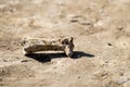 Gnawed bone lies on the ground Royalty Free Stock Photo