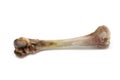 Gnawed chicken bone isolated