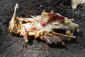 Gnawed chicken bones on the grass. Chicken skeleton close-up. The prey of a predator.