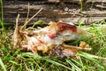 Gnawed chicken bones on the grass. Chicken skeleton close-up. The prey of a predator.