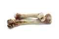 Gnawed chicken bones isolated